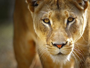 lioness1