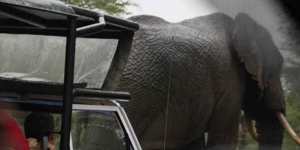 Hluhluwe Game Reserve Elephant