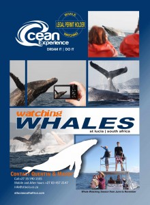 Ocean Experience Whale Watch St Lucia South Africa