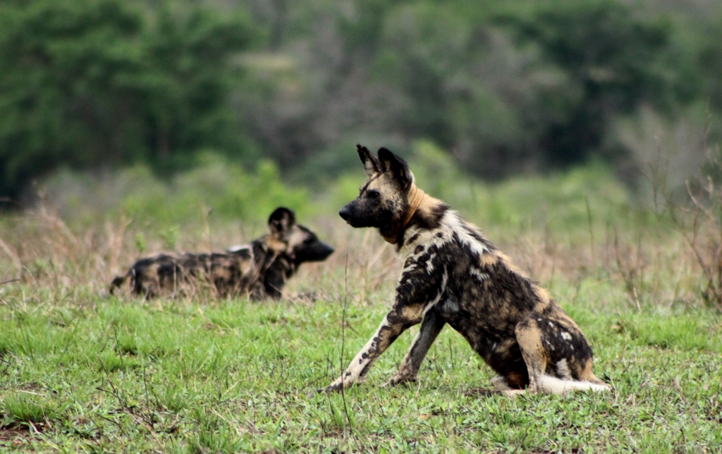 Safari Deals to Hluhluwe Umfolozi Game Reserve