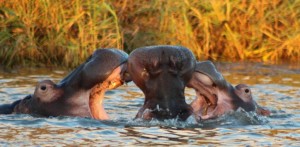 Hippo & Croc boat Safari St Lucia South Africa