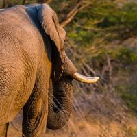 st lucia sunrise elephant sighting
