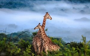 9 Night Safari Package
