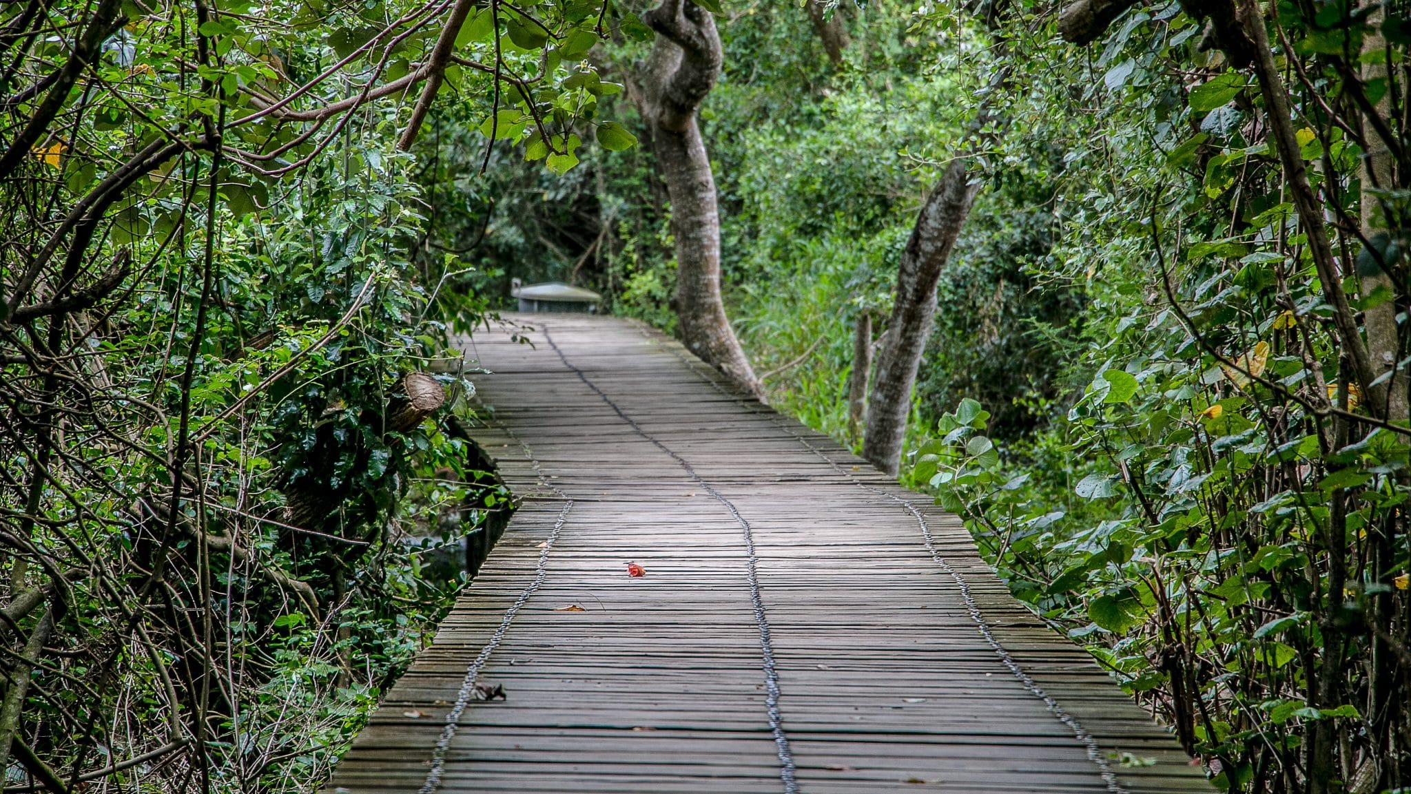 st lucia birding and walking tours