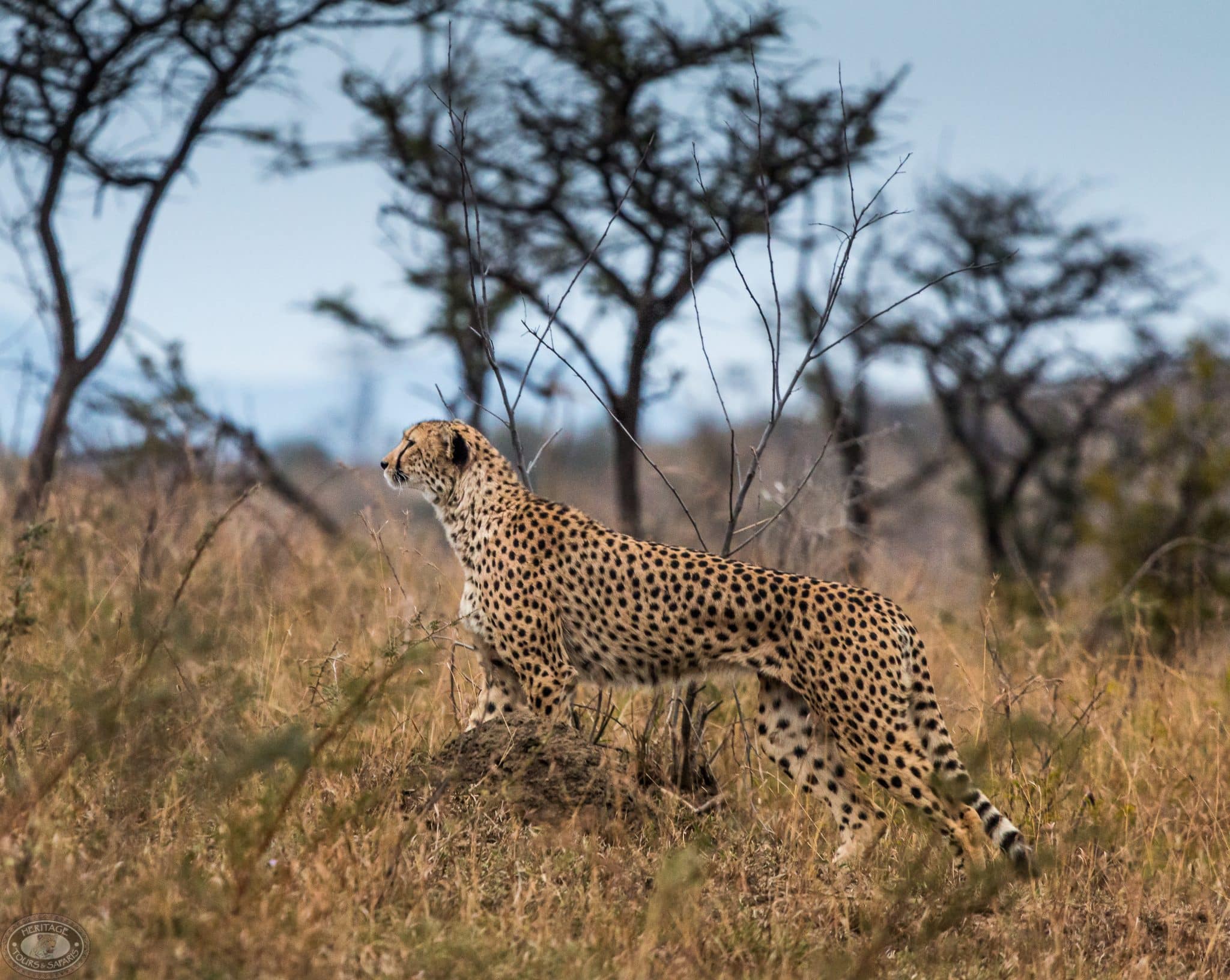 cheetah sighting in the Umfolozi Park