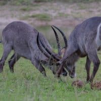 our first water buck isimangaliso wetland park