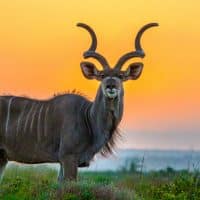 Half Day iSimangaliso Safari Tour