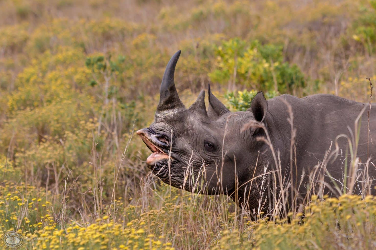 2 night safari package