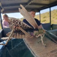 isimangaliso wetland park day tours and safaris