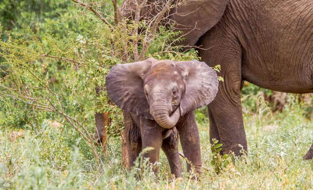 Hluhluwe Safari on a Budget Affordable Ways to See the Big Five Hluhluwe Safari on a Budget Affordable Ways to See the Big Five