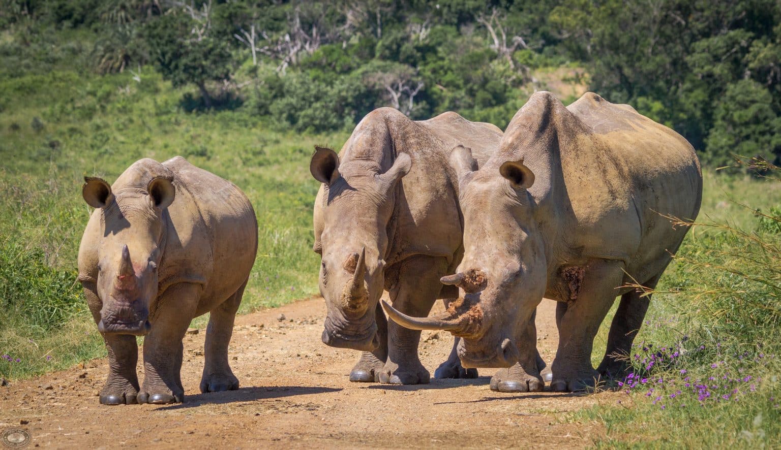 Discover KwaZulu-Natal’s Bush, Beach & Mountain Escapes