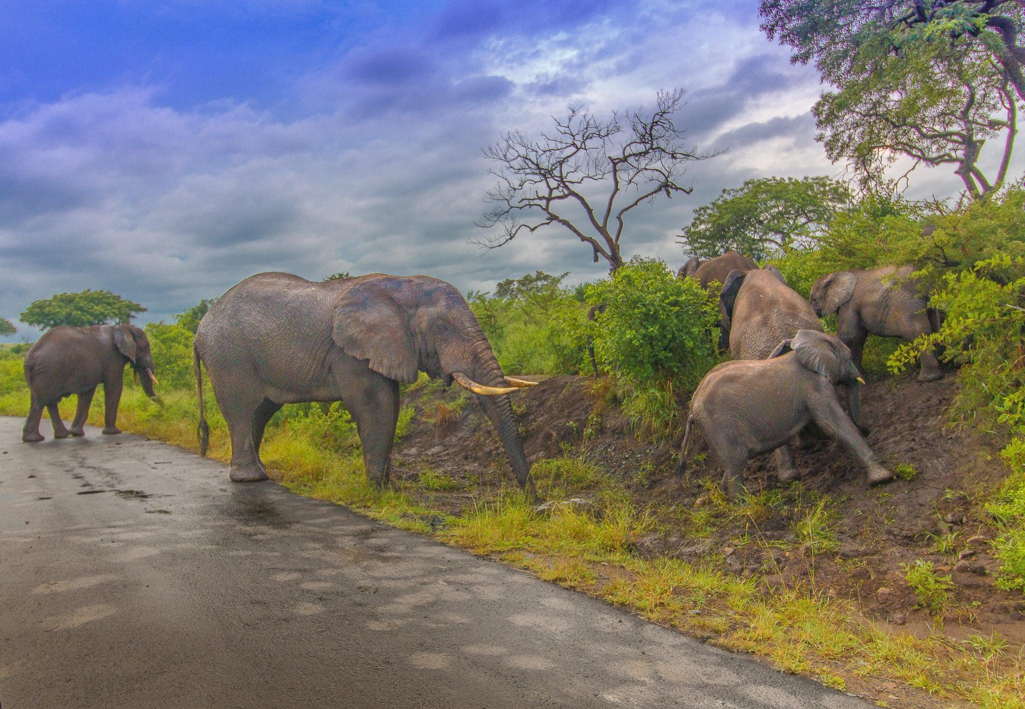 Full-Day vs Half-Day Which Hluhluwe–Imfolozi Safari Is Best For You?