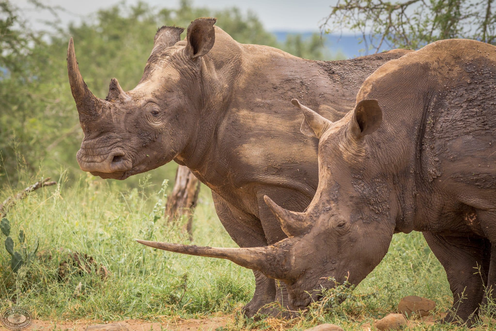 Hluhluwe Safari vs Kruger Safari Which Safari is Right for You?