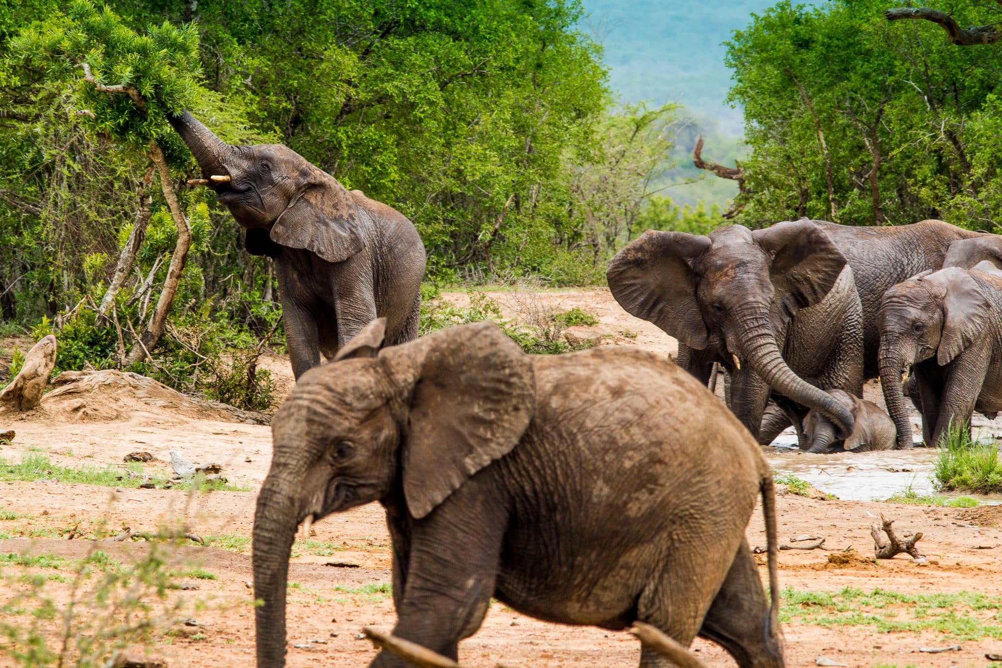 What Is the Best Alternative to Kruger National Park?