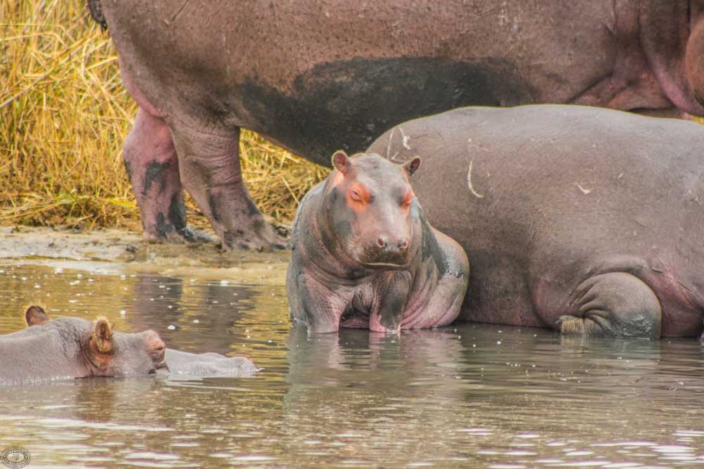 iSimangaliso Wetland Park History and Heritage Guide