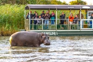 Hippo & Croc Boat Safari St Lucia
